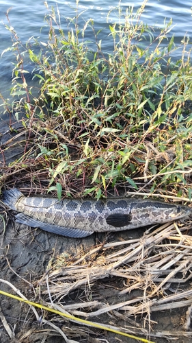 カムルチーの釣果