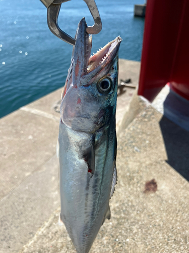 サゴシの釣果