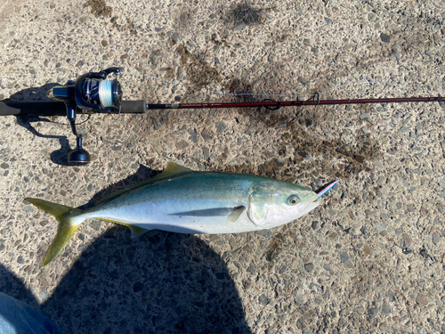 イナダの釣果