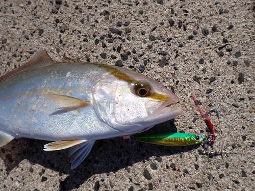 シオの釣果