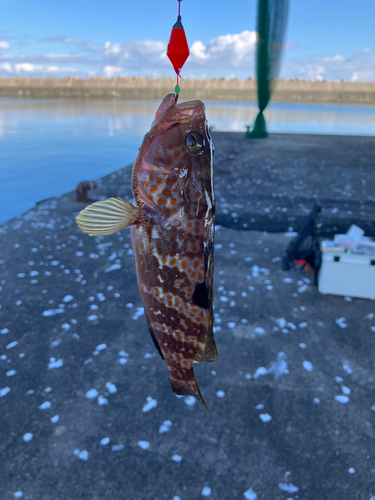 キジハタの釣果