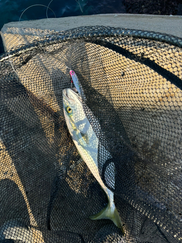 ワカシの釣果