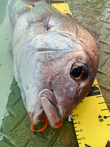 マダイの釣果