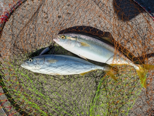 ワカシの釣果