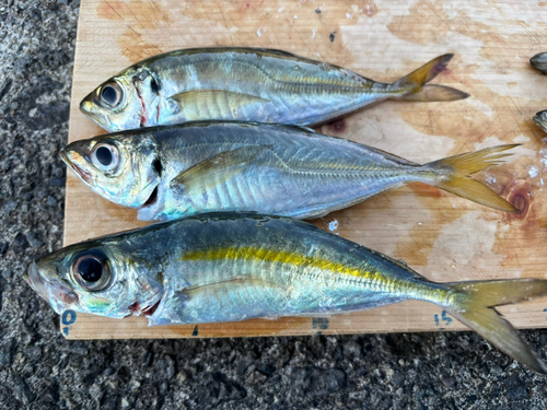 マアジの釣果