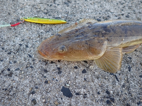 マゴチの釣果