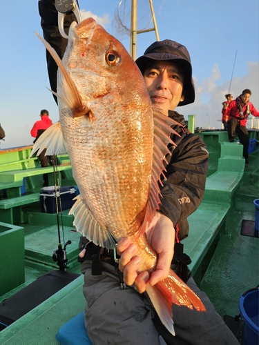 マダイの釣果