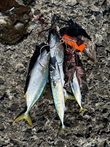 サバの釣果