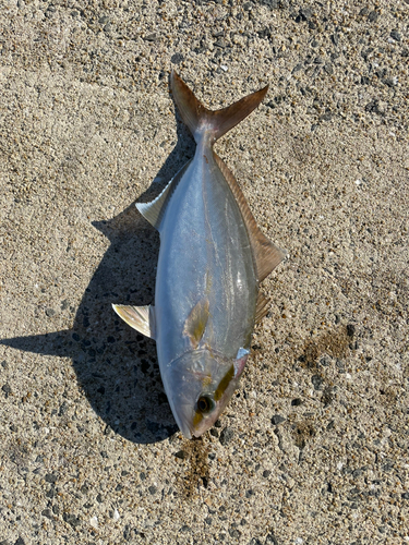 ミズイカの釣果