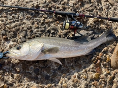 スズキの釣果