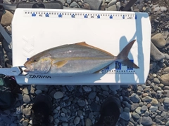 ショゴの釣果