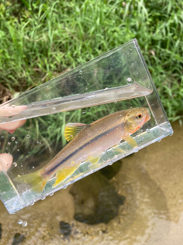 カワムツの釣果