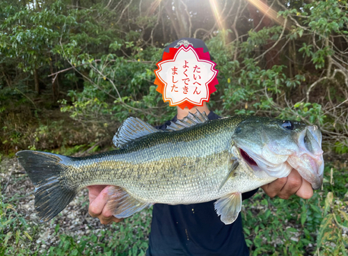 ブラックバスの釣果