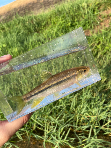 カワムツの釣果