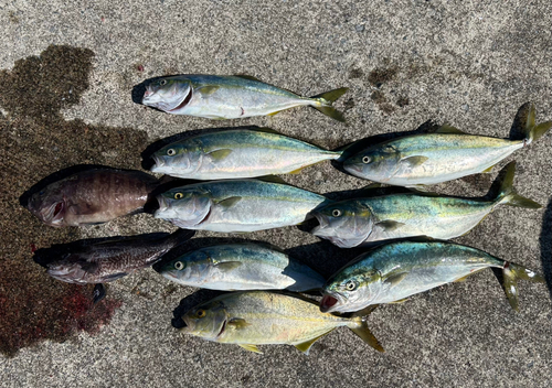 カンパチの釣果