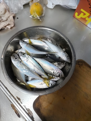 アジの釣果