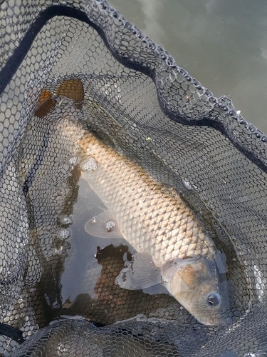 コイの釣果