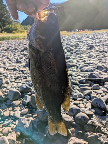 釣果