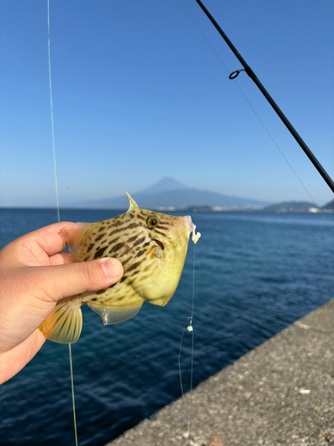 カワハギの釣果