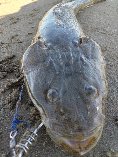 マゴチの釣果