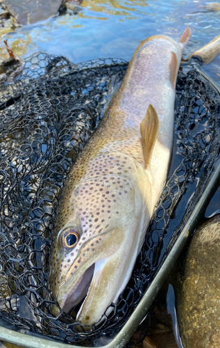 イトウの釣果