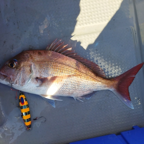 マダイの釣果