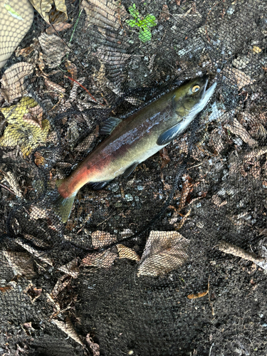 ヒメマスの釣果