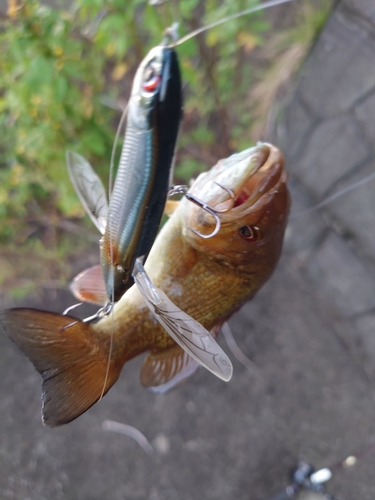 スモールマウスバスの釣果