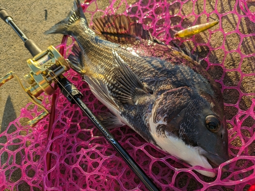 チヌの釣果