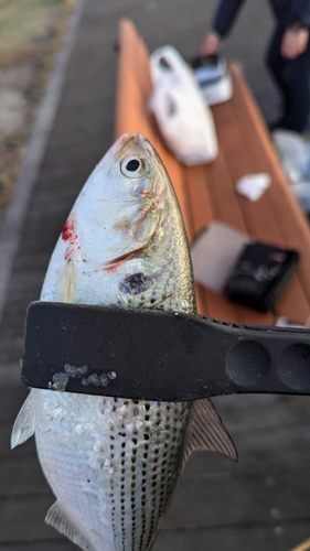 コノシロの釣果