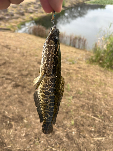 ライギョの釣果