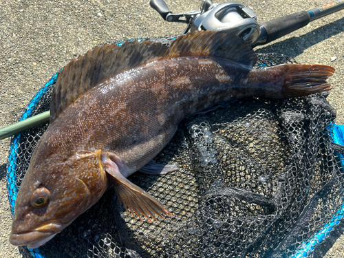 アイナメの釣果