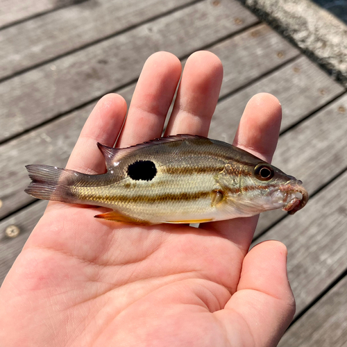 クロホシフエダイの釣果