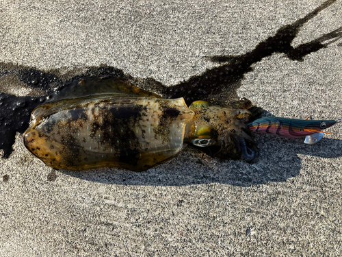 イカの釣果