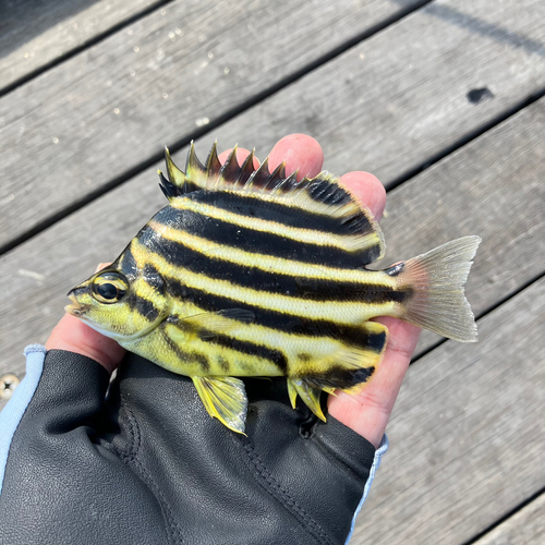 カゴカキダイの釣果