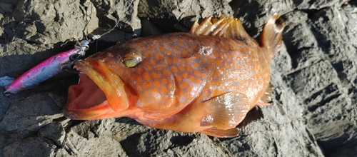 キジハタの釣果