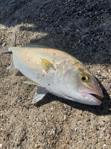 ショゴの釣果