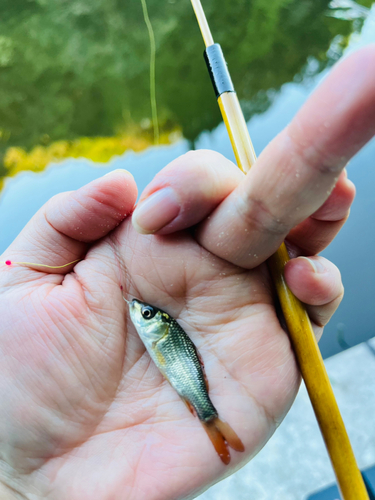 フナの釣果