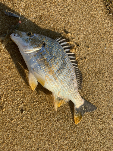 キビレの釣果