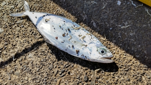 イケカツオの釣果