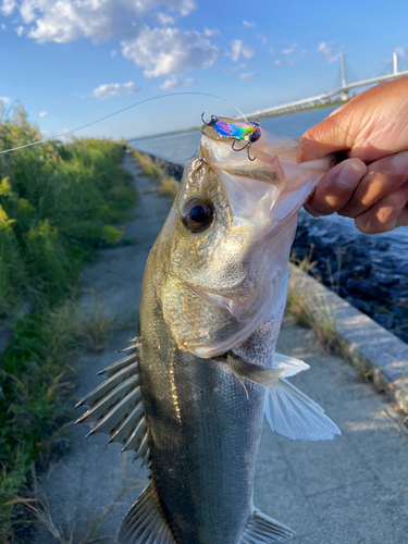 シーバスの釣果