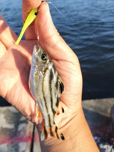 コトヒキの釣果