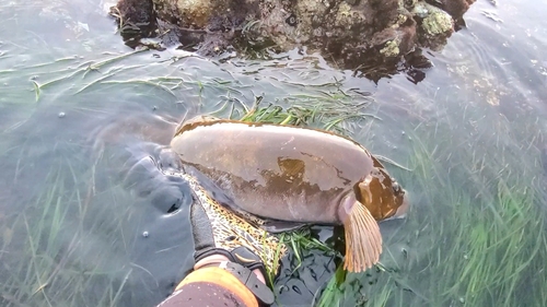 アイナメの釣果