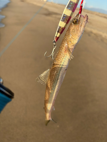 エソの釣果