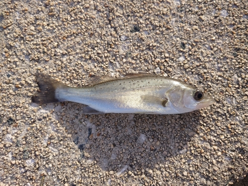 タイリクスズキの釣果