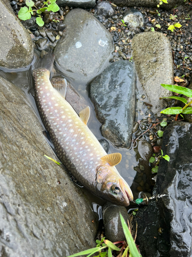 アメマスの釣果