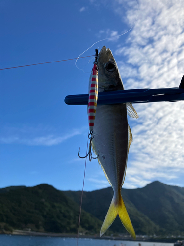 マアジの釣果