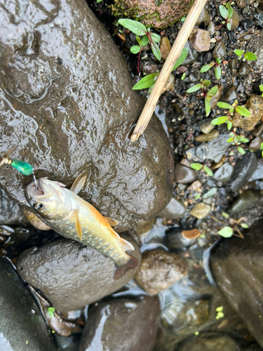 アメマスの釣果