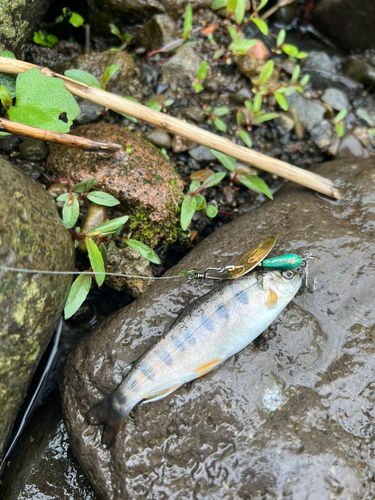 ヤマメの釣果