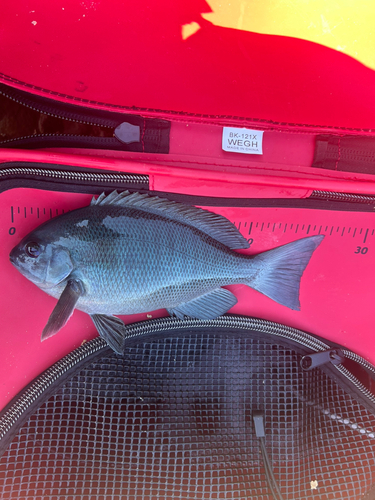 クチブトグレの釣果